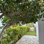 Sweet Lemon *